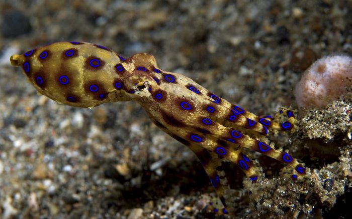 Синекольчатый (голубокольчатый) осьминог