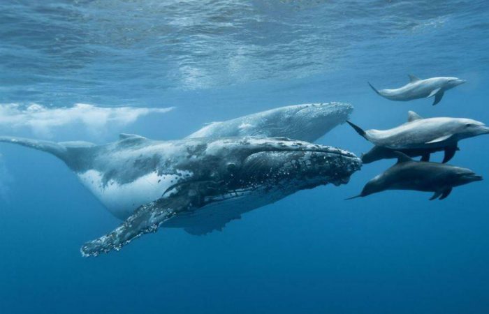 киты и дельфины