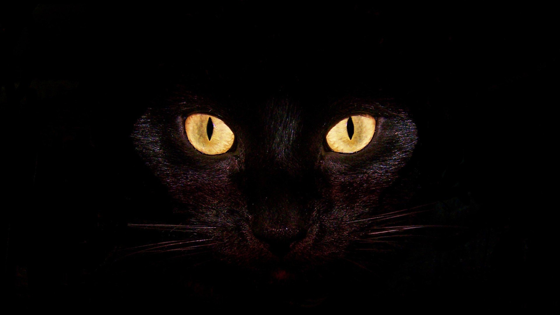 Кошачие глаза на черном фоне