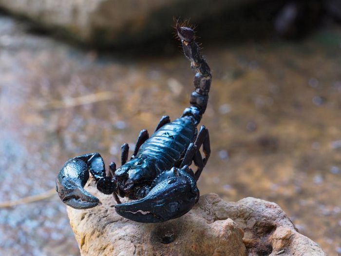 Скорпион черный