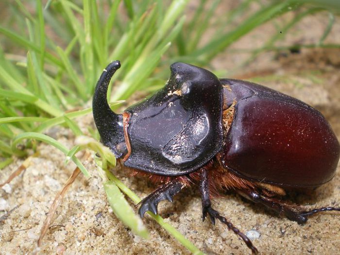 Обыкновенный жук-носорог