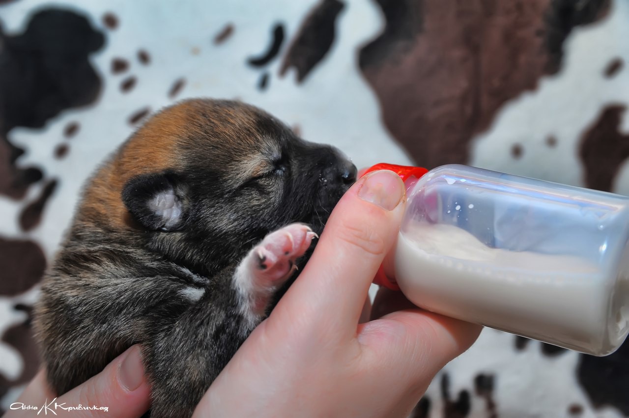 Щенки пьют молоко. Искусственное вскармливание новорожденного щенка. Выкармливание новорожденных щенков. Собачье молоко. Молоко для вскармливания щенков.