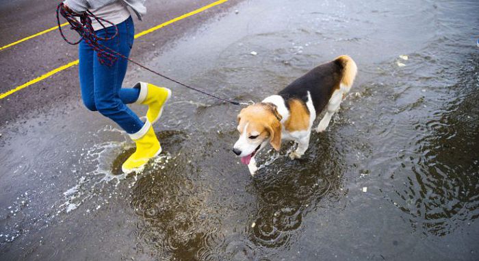 гуляет с собакой в дождь