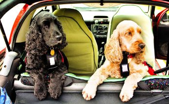 Приручение собаки к машине