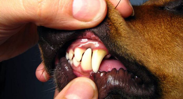 заболевания полости рта у собак