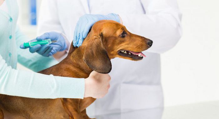 прививки собаки