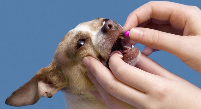 кишечные глисты у собак