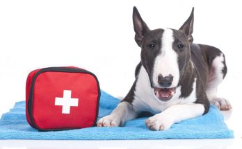 ветеринарная аптечка для собак