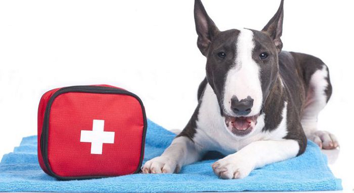 ветеринарная аптечка для собак