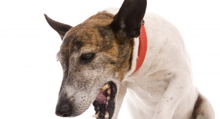 заболевания горла у собак