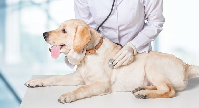Ветеринарная осмотр собаки