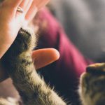 Плюсы и минусы содержания кошки