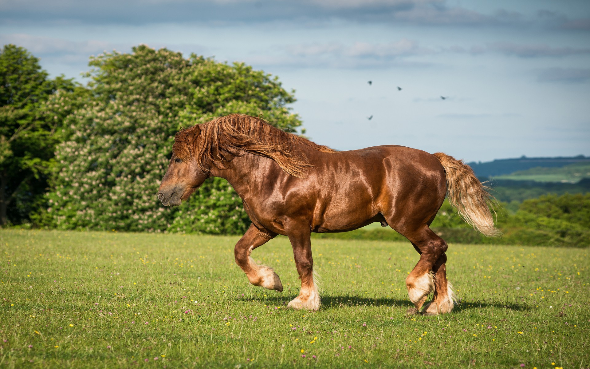 160 лошадей. Суффолкский тяжеловоз. Ютландская порода лошадей. Суффолькская порода лошадей. Лошадь тяжеловоз.