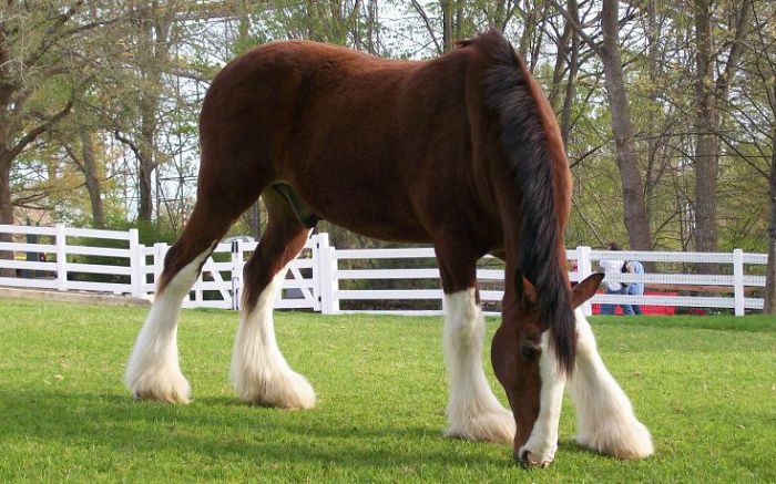 Клейдесдальская лошадь