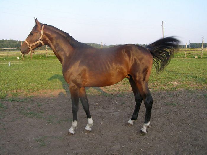 Латвийская лошадь