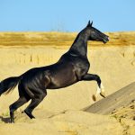 Ахалтекинская лошадь