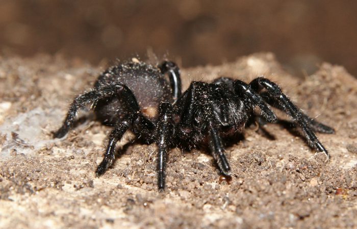 сиднейский воронковый паук
