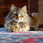 Норвежская лесная кошка