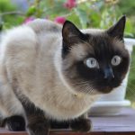 Сиамская кошка