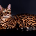 Бенгальская кошка