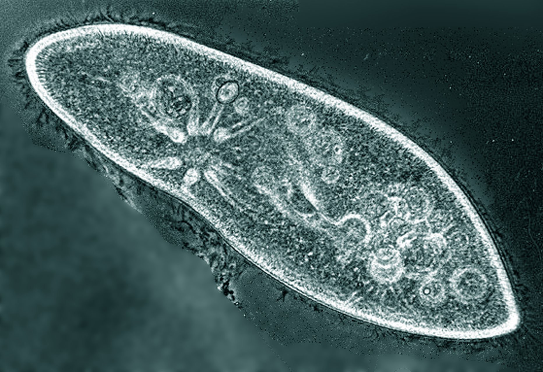 Самый простой одноклеточный организм. Одноклеточные организмы инфузория туфелька. Инфузории Paramecium. Инфузория-туфелька протисты. Инфузория туфелька Paramecium caudatum.