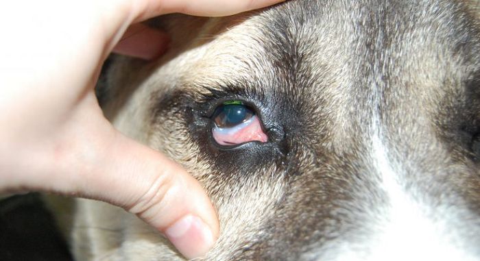 болезни глаз у собак