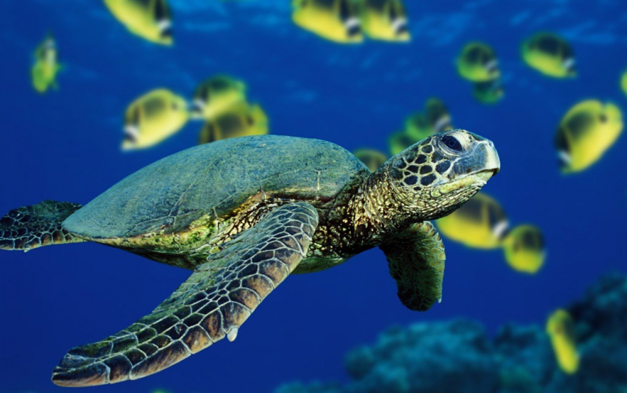 Морские черепахи.