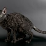 Корниш-рекс