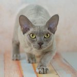 Девонширский рекс