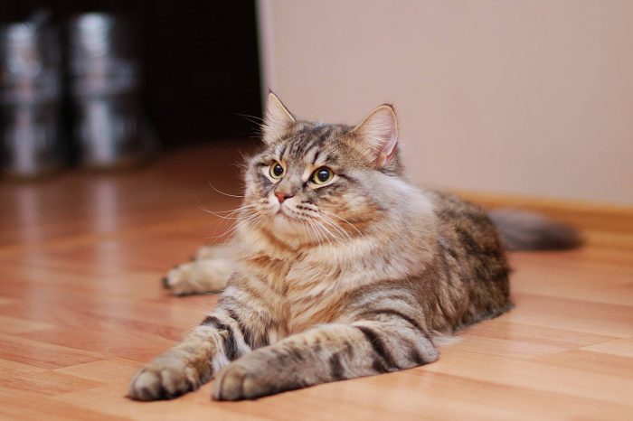 сибирская кошка в год