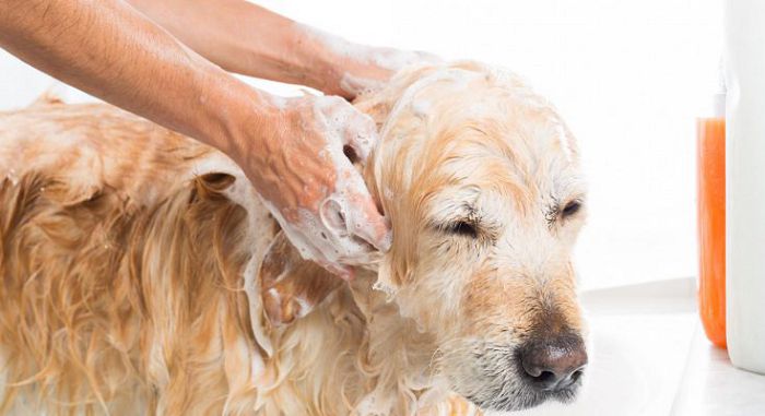 Гигиенические процедуры собаки