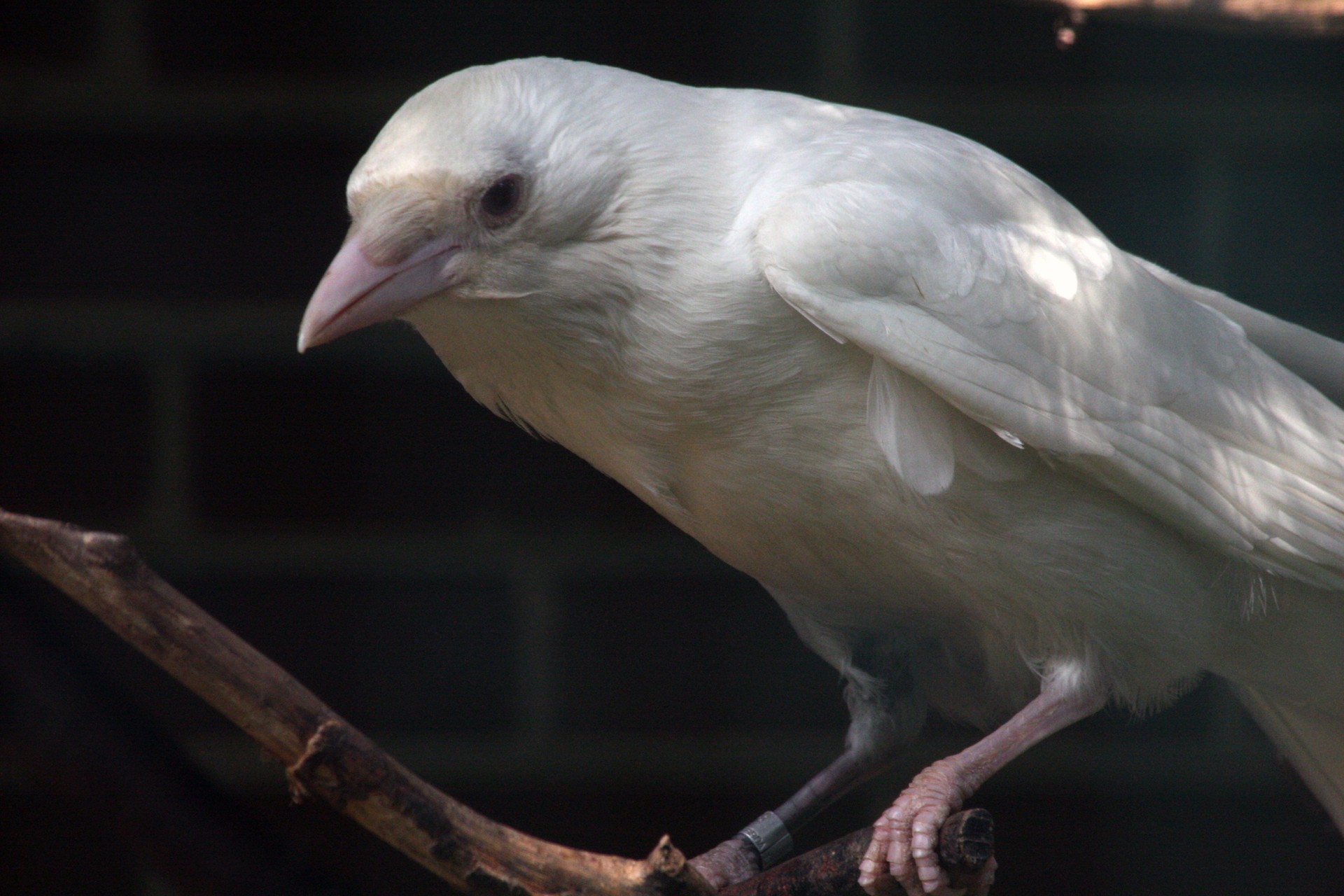 Белая Ворона Фото Птицы
