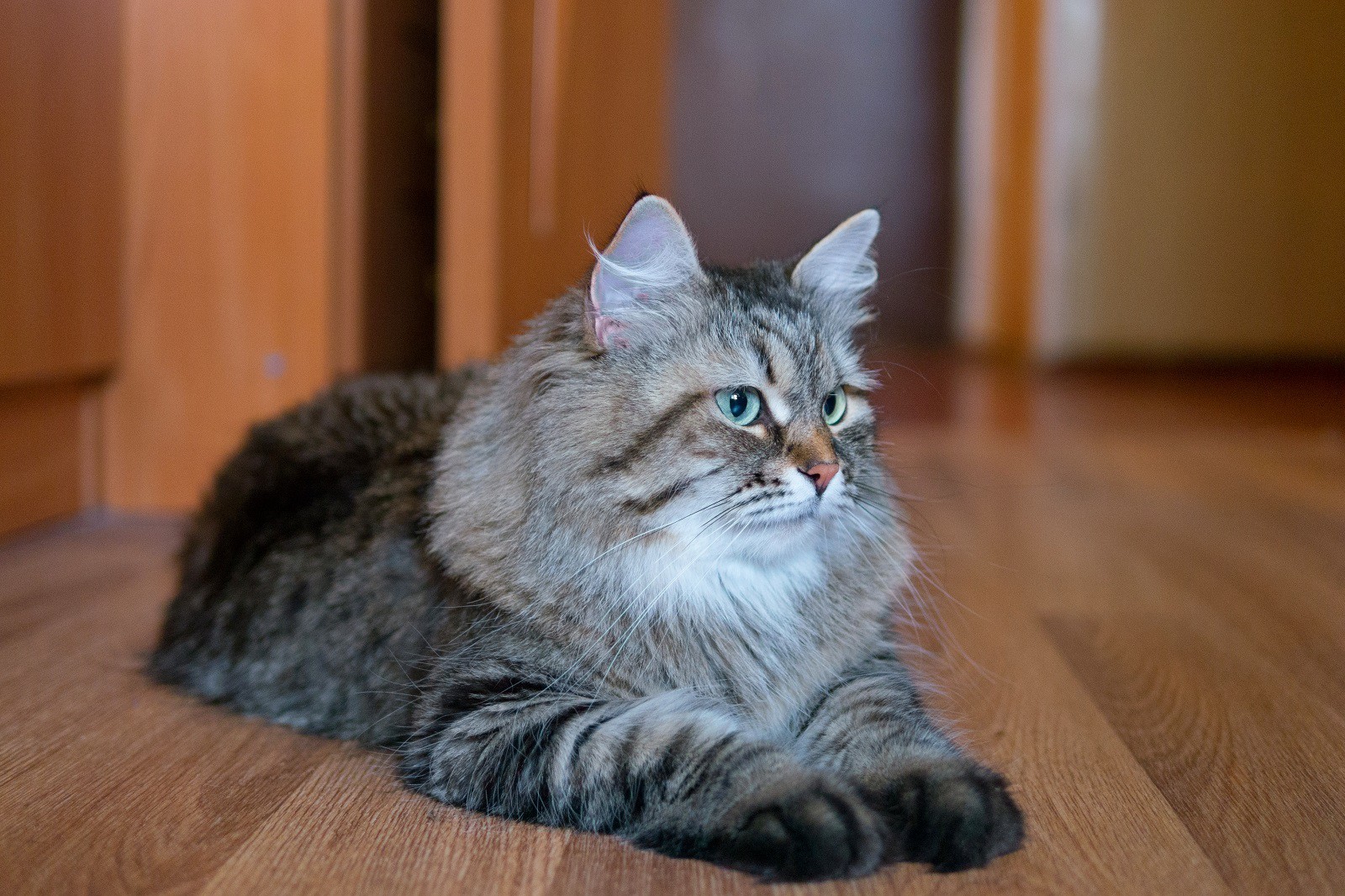 Сибирская полудлинношерстная кошка