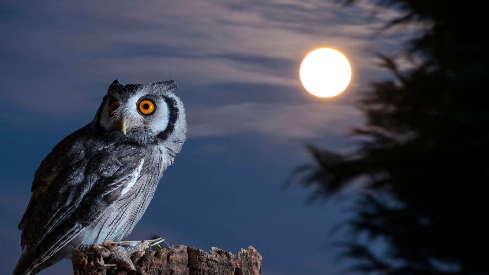 Ночная птица фото