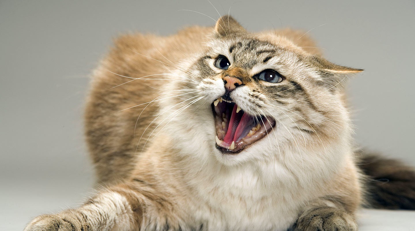 Звук раздражающий котов. Злая кошка. Кот рычит. Бешеный кот. Кошка злится.