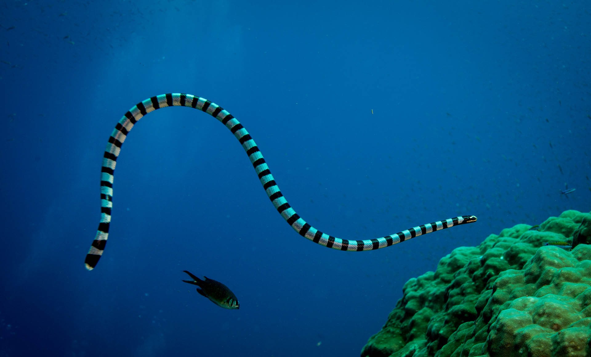 Змеи красного моря фото и названия