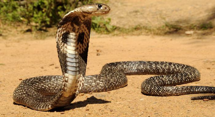 Среднеазиатская кобра