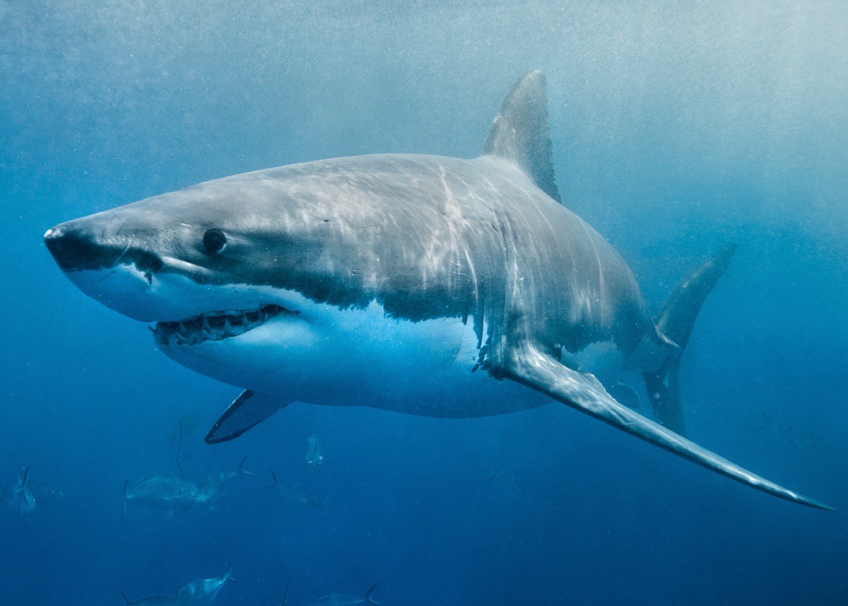 Большая белая акула картинки