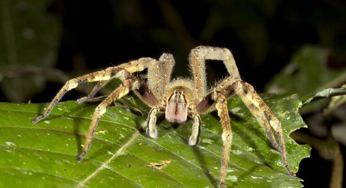 Бразильские странствующие пауки