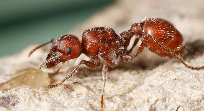 Красные муравьи-жнецы