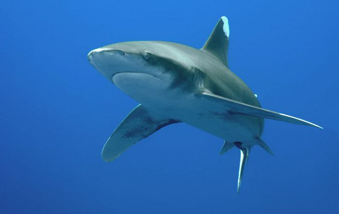 Белоперая акула