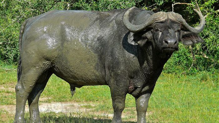 Африканский бык