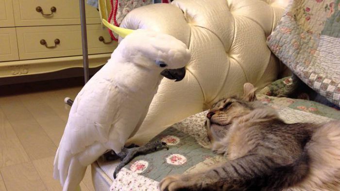 кошка и попугай