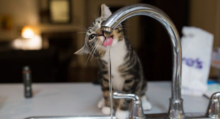 Вода для кошки