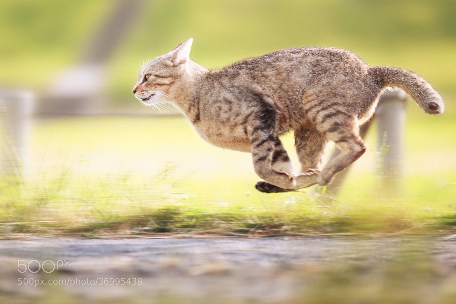 У меня живет культурный кот speed up. Кот бежит. Кошка в движении. Кошка бегает. Кошка в прыжке.