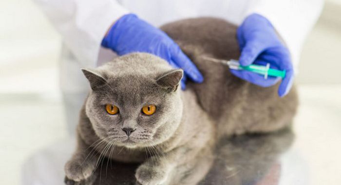 прививки для кошки