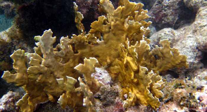 Кораллы Миллепора