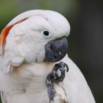 Молуккский какаду