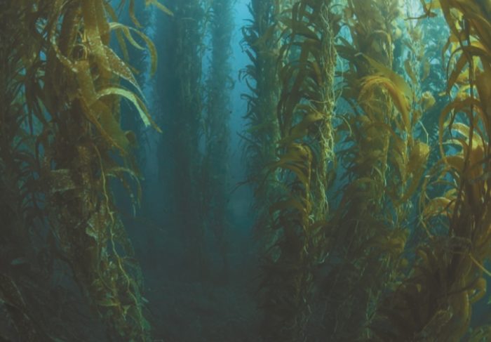 Заросли ламинарии в океане у берегов Калифорнии