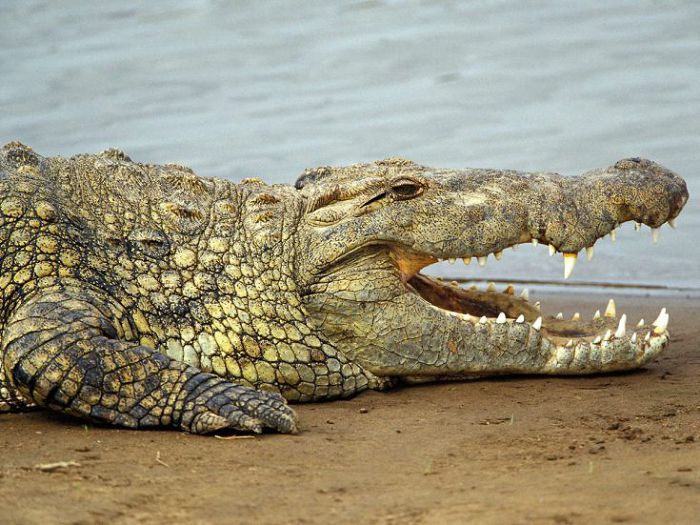 Крокодил нильский